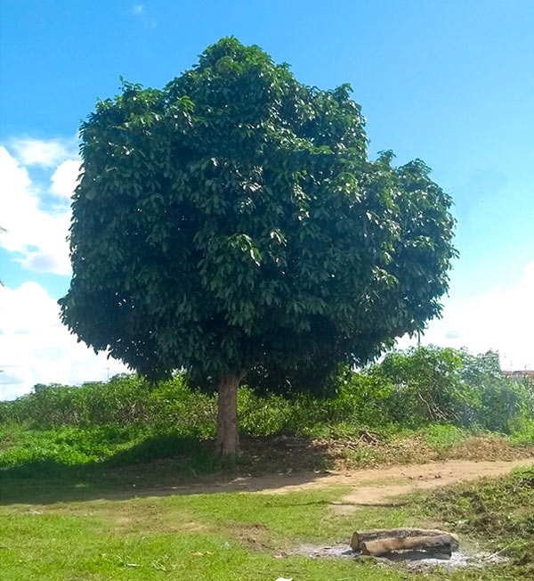 Nossa homenagem para a Nina